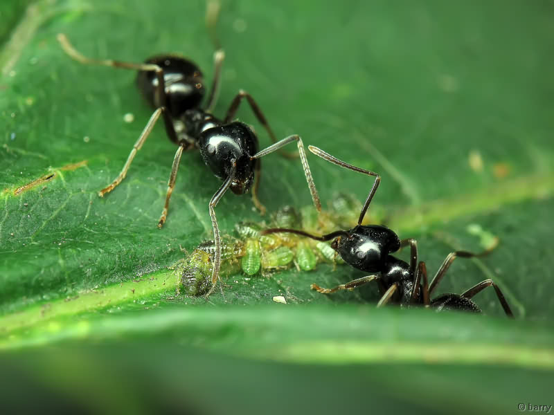 Lasius fuliginosus (Latreille, 1798)